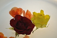 リーガースベゴニア 薔薇