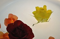 リーガースベゴニア 薔薇