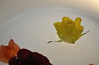 リーガースベゴニア 薔薇