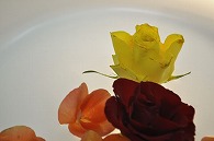 リーガースベゴニア 薔薇