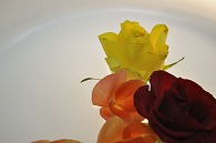 リーガースベゴニア 薔薇