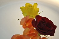 リーガースベゴニア 薔薇