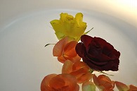 リーガースベゴニア 薔薇