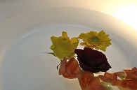 リーガースベゴニア 薔薇