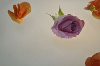 リーガースベゴニア 薔薇
