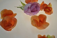 リーガースベゴニア 薔薇