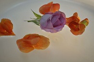 リーガースベゴニア 薔薇