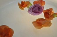 リーガースベゴニア 薔薇