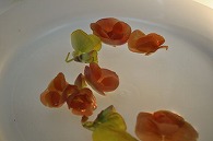 リーガースベゴニア