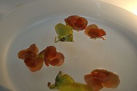 リーガースベゴニア