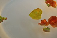 リーガースベゴニア