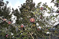 山茶花