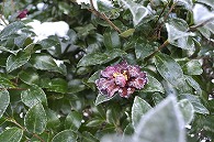 山茶花