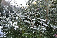 山茶花