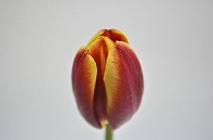 チューリップ