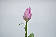 チューリップ