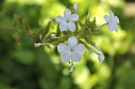 セイロン茉莉