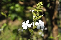 セイロン茉莉