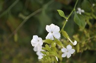 セイロン茉莉