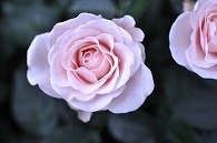 薔薇