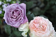 薔薇