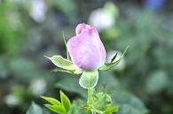 薔薇