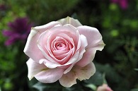 薔薇