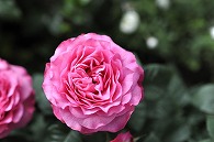 薔薇