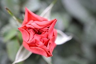 薔薇