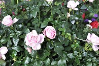 薔薇