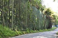 塀と木
