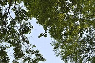 木と青空