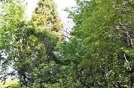 山の木々