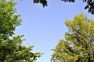 木と青空