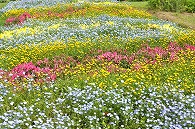 花畑