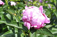 芍薬(絵姿)