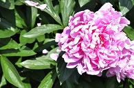 芍薬(絵姿)