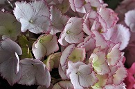 紫陽花