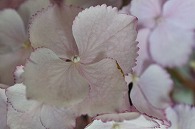 紫陽花