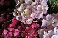 紫陽花