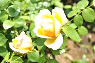 蕎麦