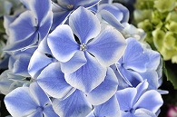 紫陽花(ハイドランジア)