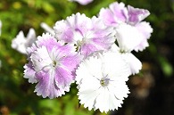 なでしこ