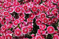 なでしこ