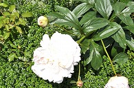 芍薬(白雪姫)