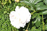 芍薬(白雪姫)
