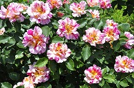 ばら(クロード・モネ)