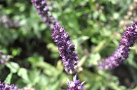 紫の花