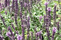 紫の花