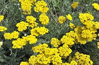 キババノノコギリソウ